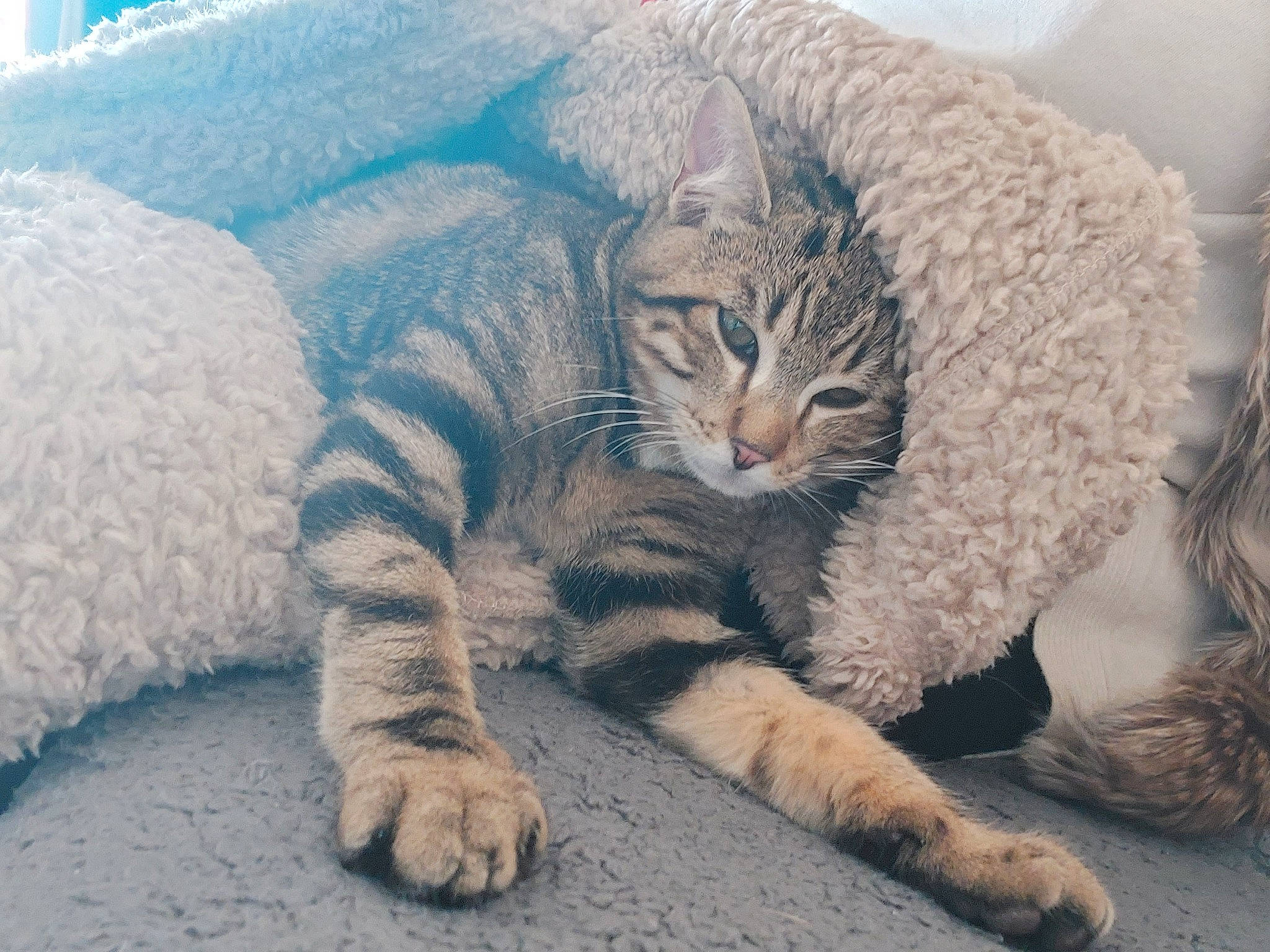 Pacha a rejoint le concours — aidez-le/la à gagner de superbes lots ! carnivore, cat, claw, comfort, domestic_short_haired_cat, eye, felidae, fur, grey, mammal, nap, paw, small_to_medium_sized_cats, snout, tail, terrestrial_animal, vertebrate, whiskers, wildlife, window