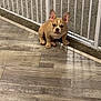 Moo Moo joined the competition — help win amazing prizes! puppy, dog, bulldog, indoor, floor, wooden_floor, gate, white_gate, pet, cute, small, brown, animal, young, sitting, looking_up, ears_up, companion, domestic, flooring