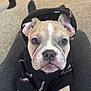 puppy, dog, hoodie, clothing, pet, cute, face, ears, paws, carpet, indoor, lap, young_dog, animal, fur, looking_at_camera, sitting, domestic_animal, casual, human_leg