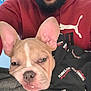 Moo Moo joined the competition — help win amazing prizes! dog, french_bulldog, pet, animal, ears, face, person, beard, hoodie, clothing, sweatshirt, relaxing, indoor, close_up, cute, resting, expression, lap, casual, smile