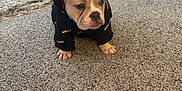 Moo Moo is registered to the contest to win money with this photo: bulldog, puppy, hoodie, carpet, living_room, stuffed_animal, giraffe_toy, blanket, couch, indoor, pet, animal, cute, sitting, clothing, floor, young, small, domestic_animal, fur