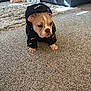 bulldog, puppy, hoodie, carpet, living_room, stuffed_animal, giraffe_toy, blanket, couch, indoor, pet, animal, cute, sitting, clothing, floor, young, small, domestic_animal, fur