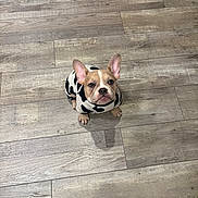 Moo Moo is registered to the contest to win money with this photo: dog, puppy, pet, costume, cow_pattern, floor, wooden_floor, ears, looking_up, indoor, small_dog, cute, animal, domestic_animal, canine, fur, sitting, brown, white, black