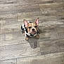 dog, puppy, pet, costume, cow_pattern, floor, wooden_floor, ears, looking_up, indoor, small_dog, cute, animal, domestic_animal, canine, fur, sitting, brown, white, black