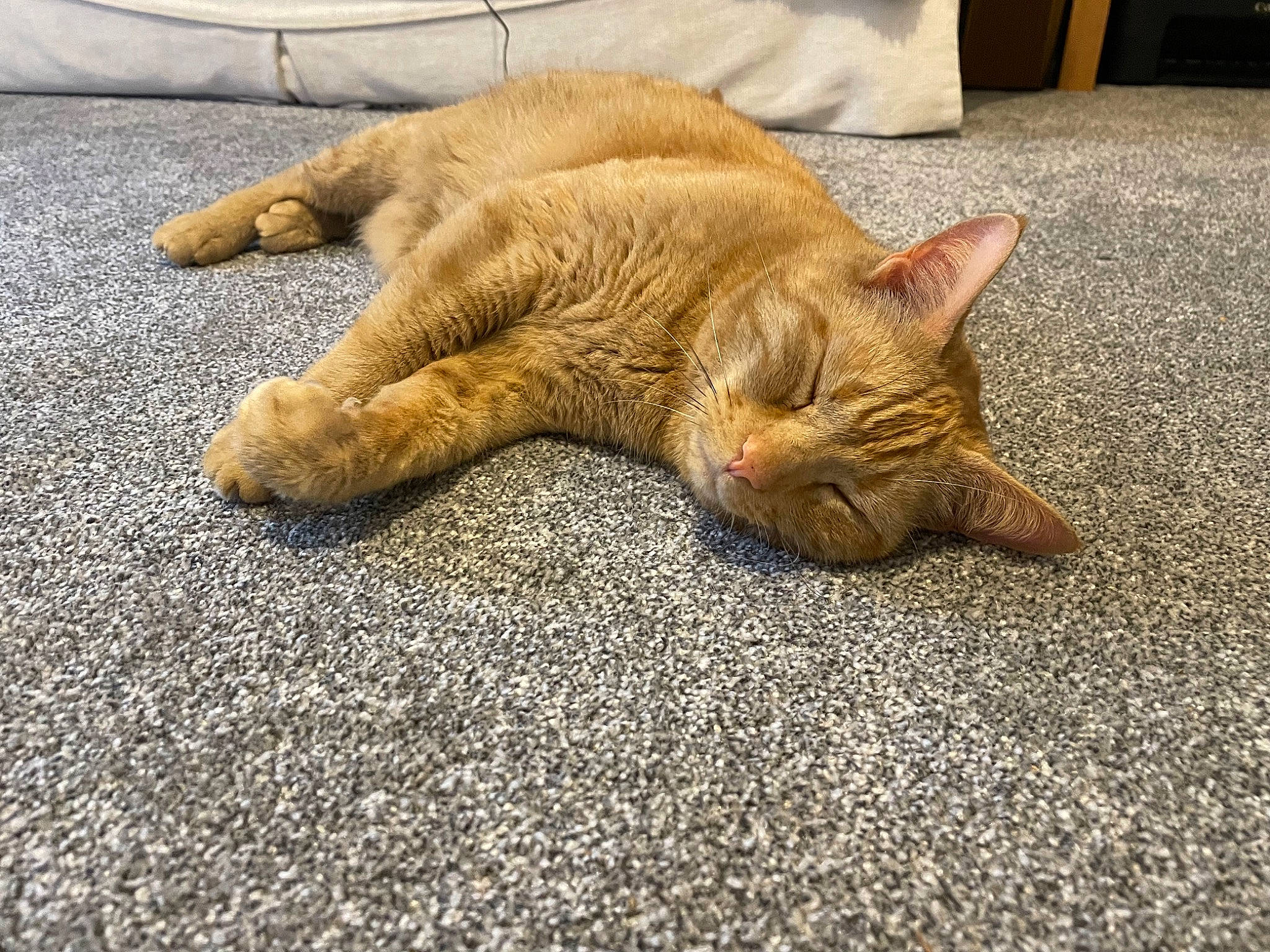 Alexander joined the competition — help win amazing prizes! asphalt, carnivore, cat, claw, comfort, domestic_short_haired_cat, fawn, felidae, floor, flooring, fur, nap, paw, road_surface, small_to_medium_sized_cats, snout, tail, terrestrial_animal, whiskers, wood