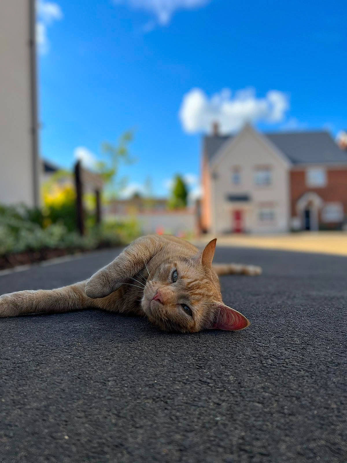Alexander is registered to the contest to win money with this photo: asphalt, carnivore, cat, cloud, daytime, fawn, felidae, grass, grey, road, road_surface, roof, sand, sky, small_to_medium_sized_cats, snout, tail, whiskers, window, wood