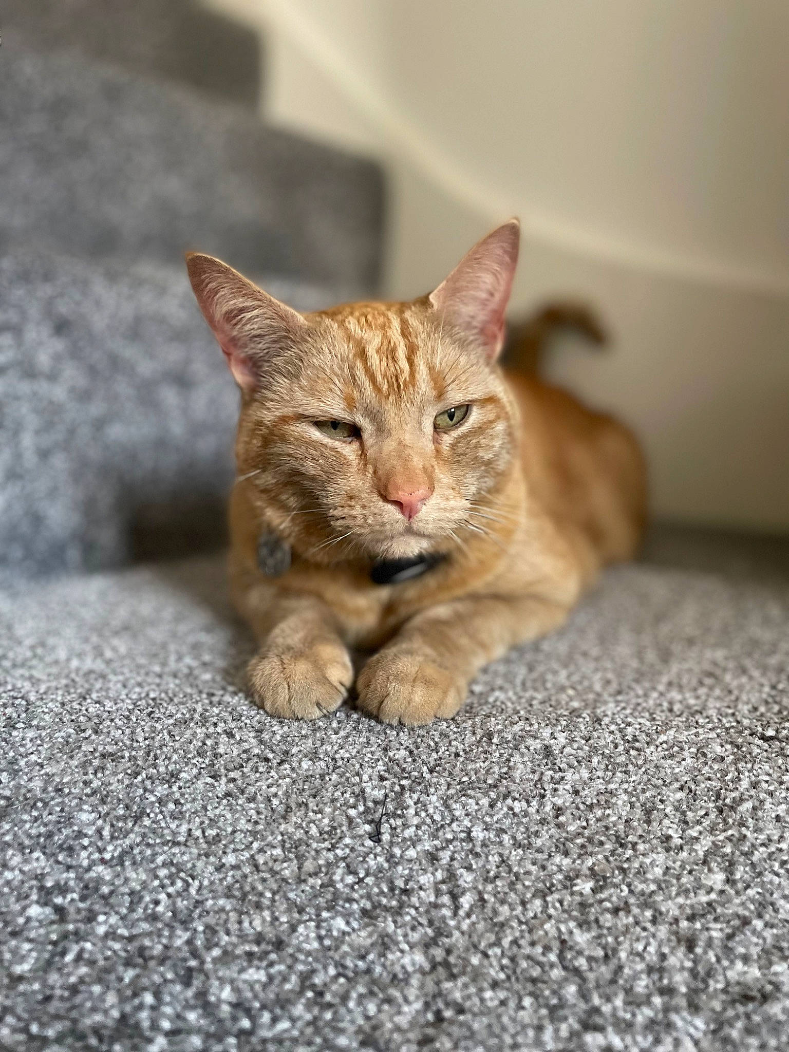 Alexander is registered to the contest to win money with this photo: asphalt, carnivore, cat, claw, domestic_short_haired_cat, fawn, felidae, flooring, fur, paw, road_surface, sand, sitting, small_to_medium_sized_cats, snout, tail, terrestrial_animal, whiskers, wildlife, wood