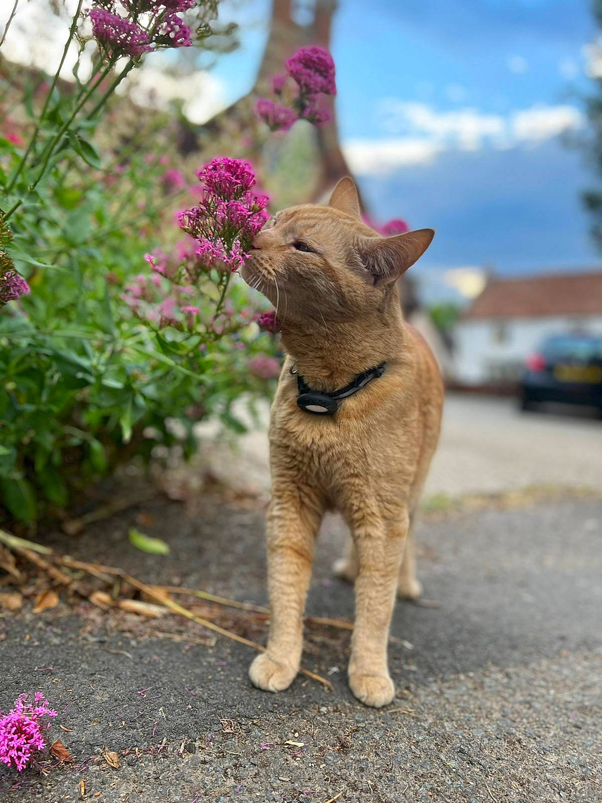 Alexander joined the competition — help win amazing prizes! annual_plant, carnivore, cat, cloud, domestic_short_haired_cat, eye, fawn, felidae, flower, fur, grass, plant, road_surface, sky, small_to_medium_sized_cats, snout, tail, terrestrial_animal, tree, whiskers