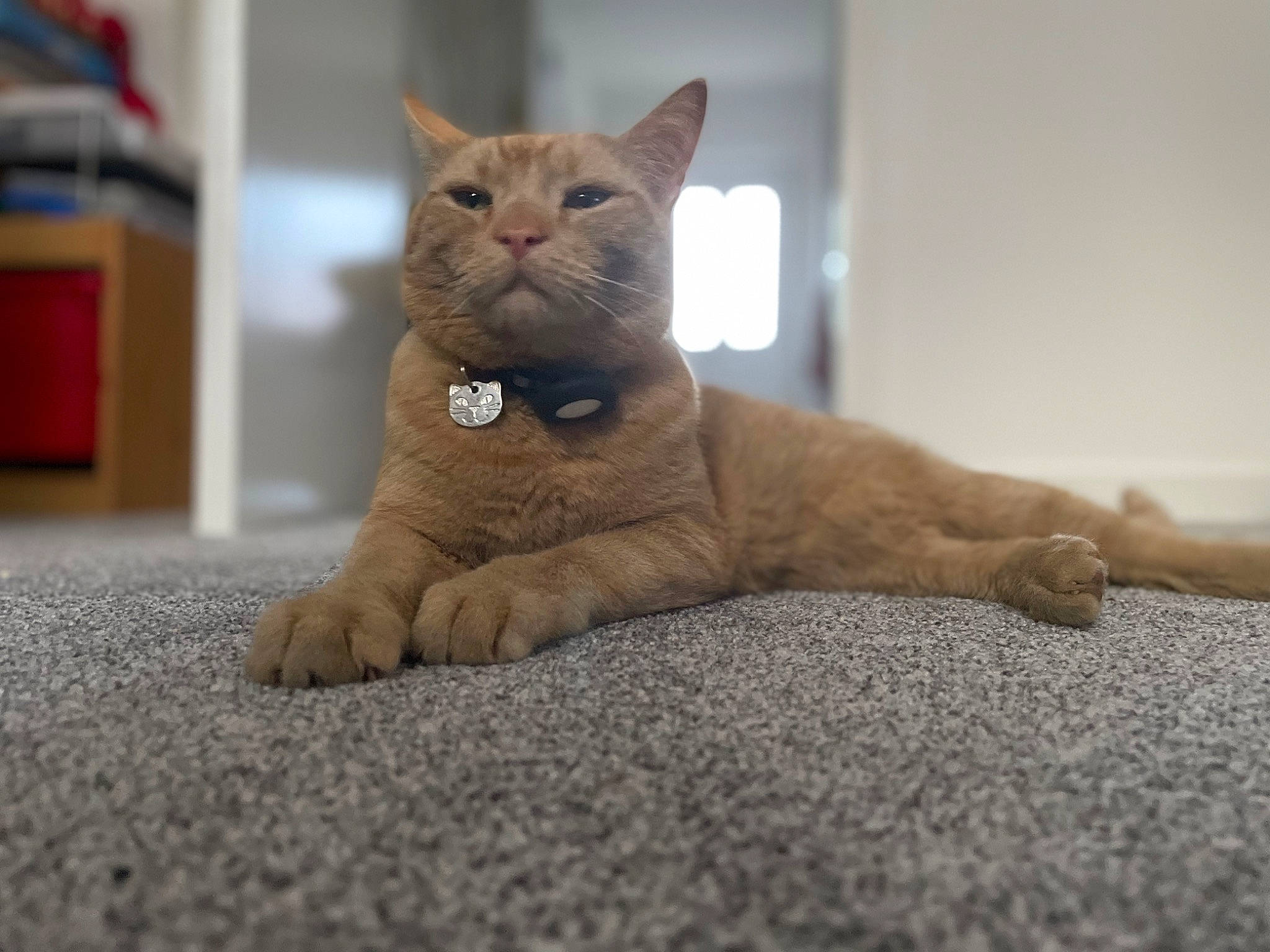 Alexander is registered to the contest to win money with this photo: carnivore, cat, claw, comfort, domestic_short_haired_cat, eye, fawn, felidae, flooring, foot, fur, gesture, grey, paw, small_to_medium_sized_cats, snout, tail, terrestrial_animal, whiskers, window