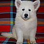 puppy, dog, white_fur, sitting, indoor, plaid_blanket, cute, pet, animal, ears, nose, fur, young, portrait, front_view, small, domestic_animal, companion, looking_at_camera, furniture