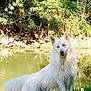 Oméga participe au concours pour gagner de l'argent avec cette photo : dog, white_dog, grass, pond, water, trees, forest, nature, outdoor, animal, canine, fur, standing, sunlight, rocks, wildlife, pet, landscape, greenery, serene