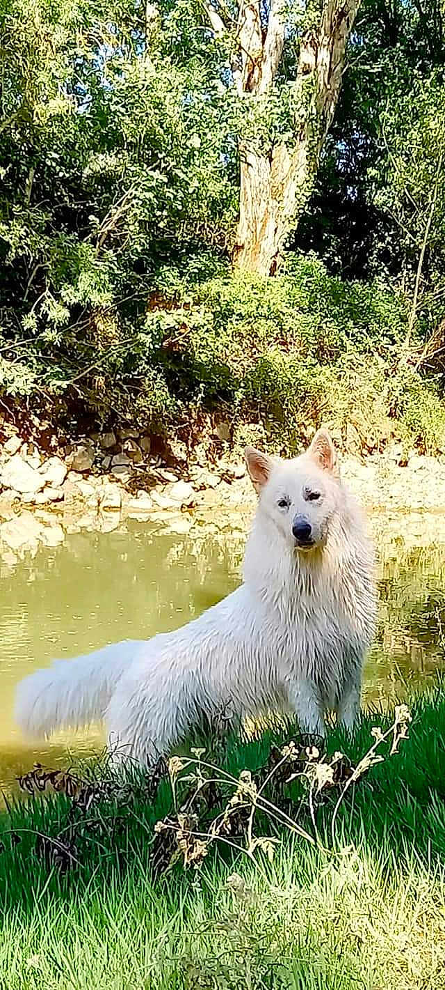 Oméga participe au concours pour gagner de l'argent avec cette photo : dog, white_dog, grass, pond, water, trees, forest, nature, outdoor, animal, canine, fur, standing, sunlight, rocks, wildlife, pet, landscape, greenery, serene