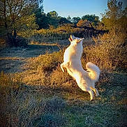 Oméga participe au concours pour gagner de l'argent avec cette photo : active, animal, bushes, canine, daytime, dog, field, grass, happy, jumping, landscape, nature, outdoor, pet, playful, sky, sunlight, trees, white_dog, wildlife