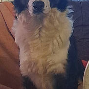 Maverick a rejoint le concours — aidez-le/la à gagner de superbes lots ! dog, border_collie, pet, animal, cat, cat_peeking, couch, sofa, indoor, sitting, fur, closeup, portrait, window_blinds, curtain, low_light, grainy, stare, cozy, home