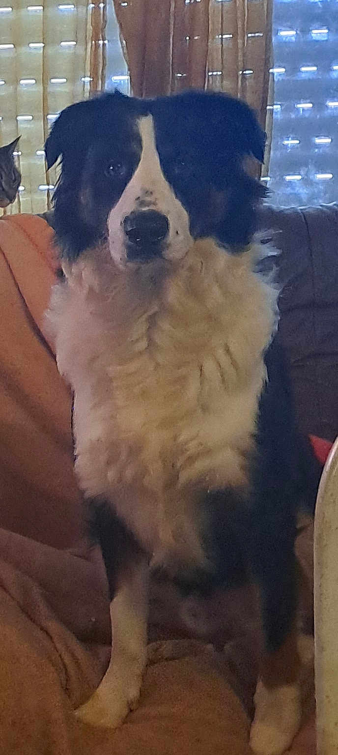 Maverick a rejoint le concours — aidez-le/la à gagner de superbes lots ! dog, border_collie, pet, animal, cat, cat_peeking, couch, sofa, indoor, sitting, fur, closeup, portrait, window_blinds, curtain, low_light, grainy, stare, cozy, home