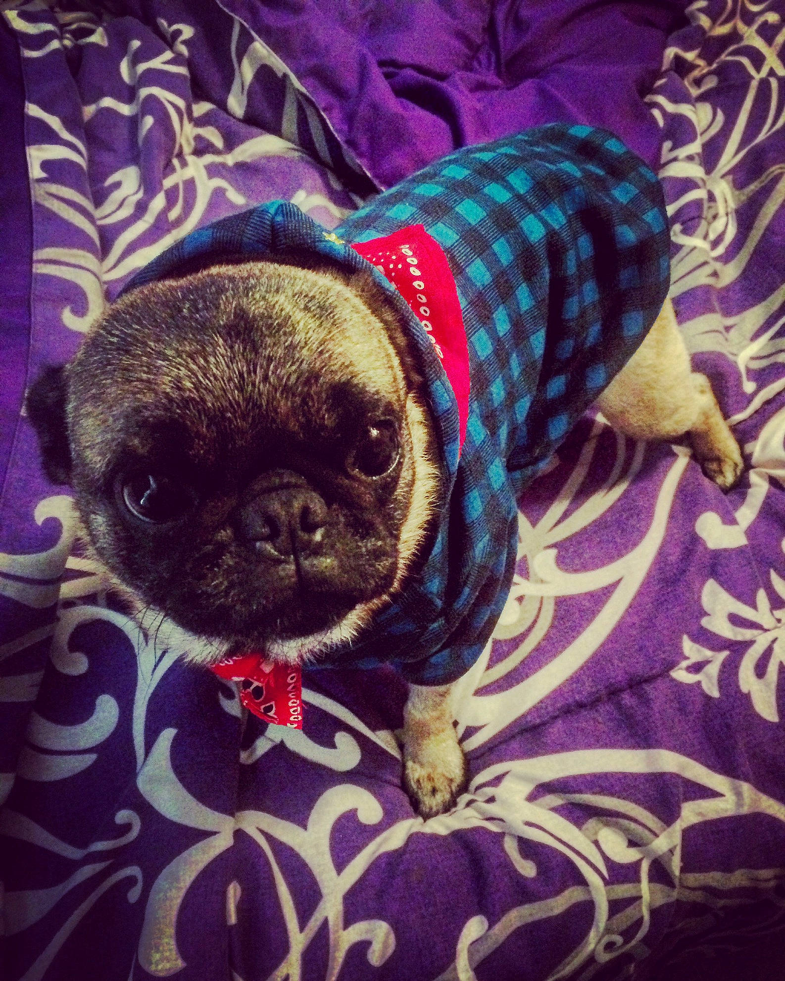 Bill joined the competition — help win amazing prizes! canidae, carnivore, companion_dog, dog, dog_breed, dog_clothes, fawn, french_bulldog, mammal, non_sporting_group, pug, puppy, snout, toy_dog