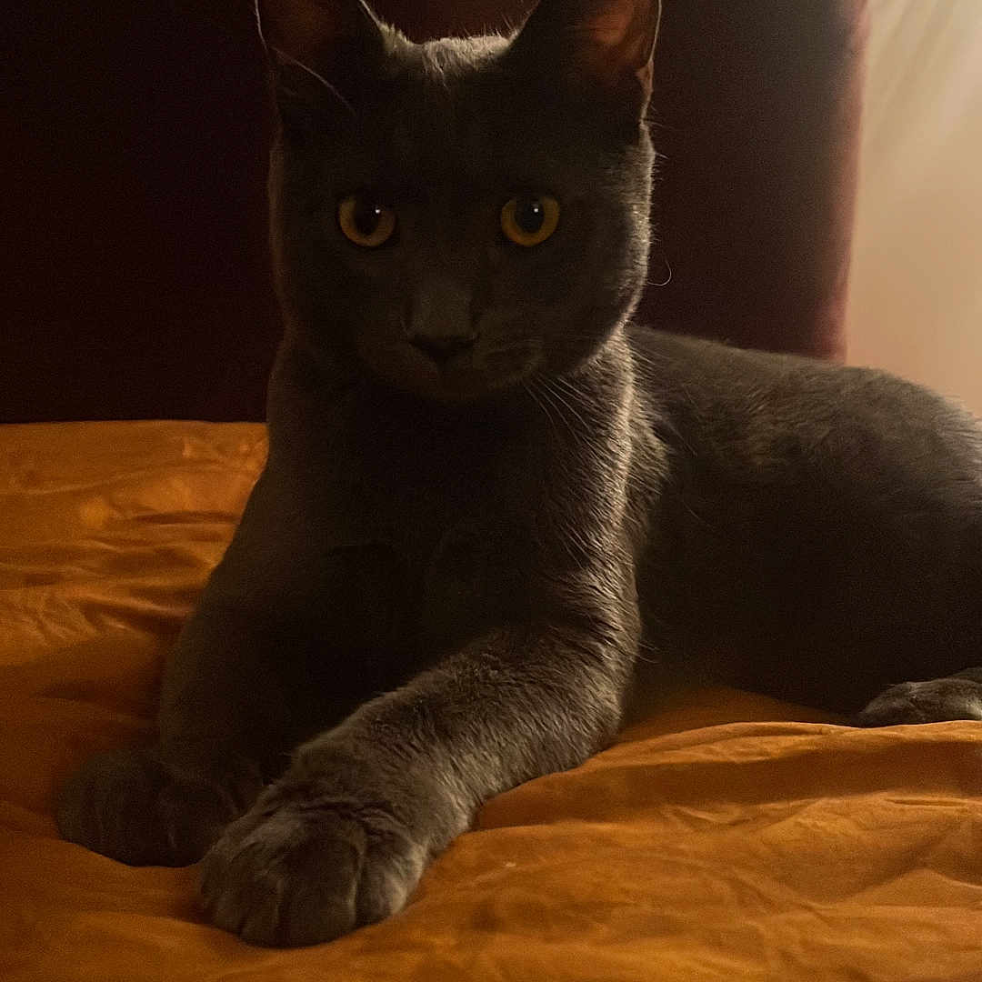 Koffi