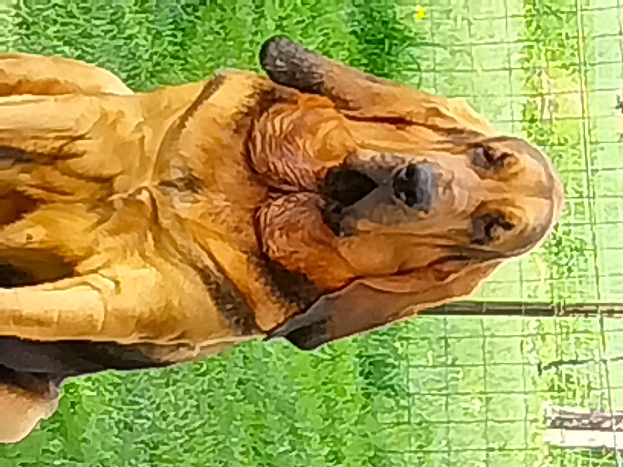 Ulrica participe au concours pour gagner de l'argent avec cette photo : animal_figure, art, big_cats, carnivore, chainsaw_carving, desert_tortoise, extinction, fawn, felidae, grass, jaw, lion, reptile, sculpture, snout, terrestrial_animal, tortoise, turtle, wood, working_animal