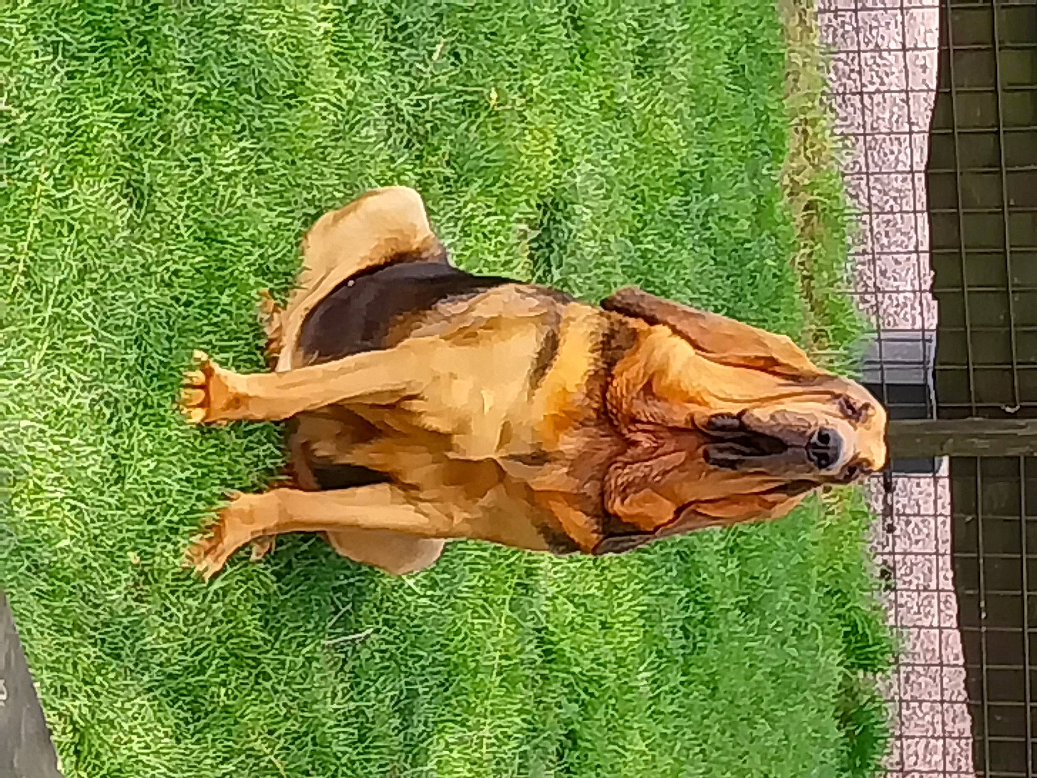 Ulrica participe au concours pour gagner de l'argent avec cette photo : art, big_cats, carnivore, companion_dog, dog, dog_breed, fawn, felidae, grass, grass_family, green, liver, plant, sculpture, snout, sporting_group, terrestrial_animal, trunk, wood, working_animal