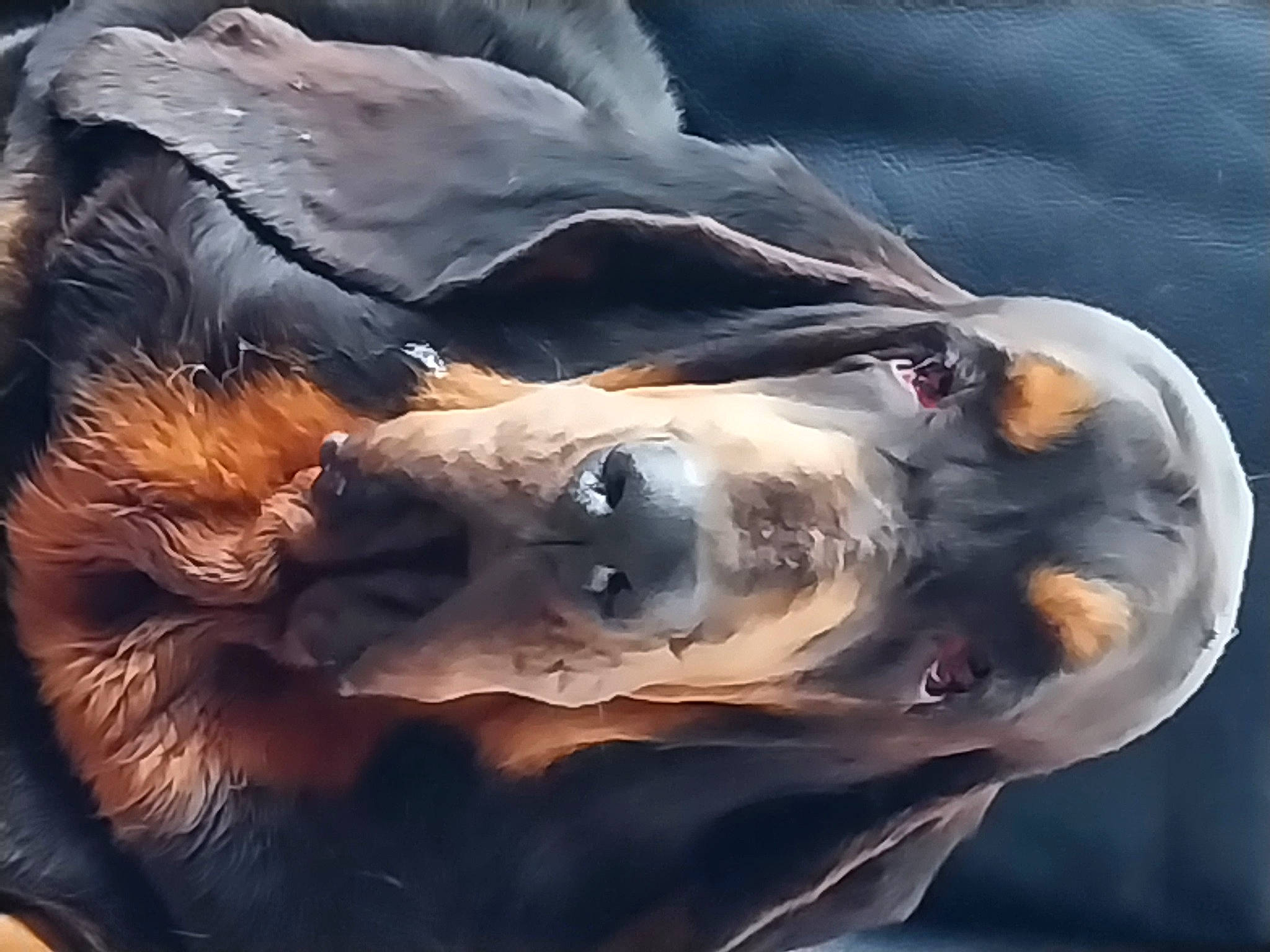 Luigi participe au concours pour gagner de l'argent avec cette photo : art, cg_artwork, cloud, eye, fictional_character, happy, head, human_body, illustration, jaw, mythology, paint, painting, reflection, sky, snout, visual_arts, water, watercolor_paint, wildlife