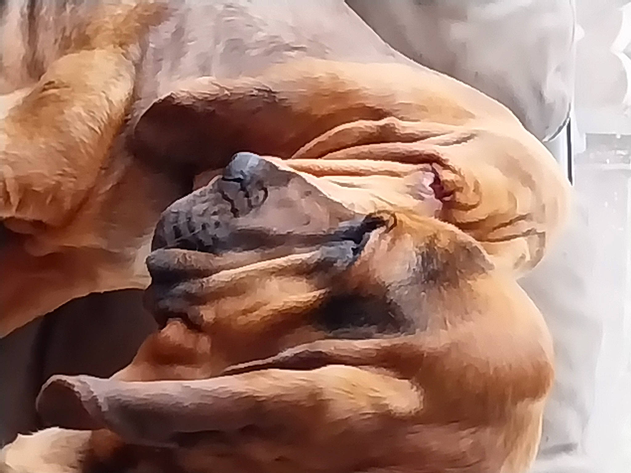 Ulissia a rejoint le concours — aidez-le/la à gagner de superbes lots ! art, comfort, fawn, felidae, flesh, fur, lion, liver, rock, sculpture, terrestrial_animal, visual_arts, wildlife, wood, wrinkle