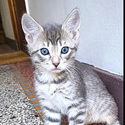 Milo a rejoint le concours — aidez-le/la à gagner de superbes lots ! kitten, cat, blue_eyes, tabby, young, pet, animal, feline, indoor, floor, tile, curious, sitting, whiskers, ears, fur, playful, cute, small, domestic