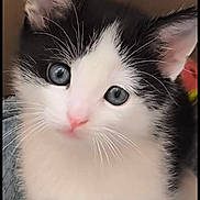 Tommy participe au concours pour gagner de l'argent avec cette photo : kitten, cat, black_and_white, blue_eyes, close_up, cute, pet, fur, whiskers, indoor, young, animal, portrait, soft, curious, feline, small, adorable, domestic, mammal
