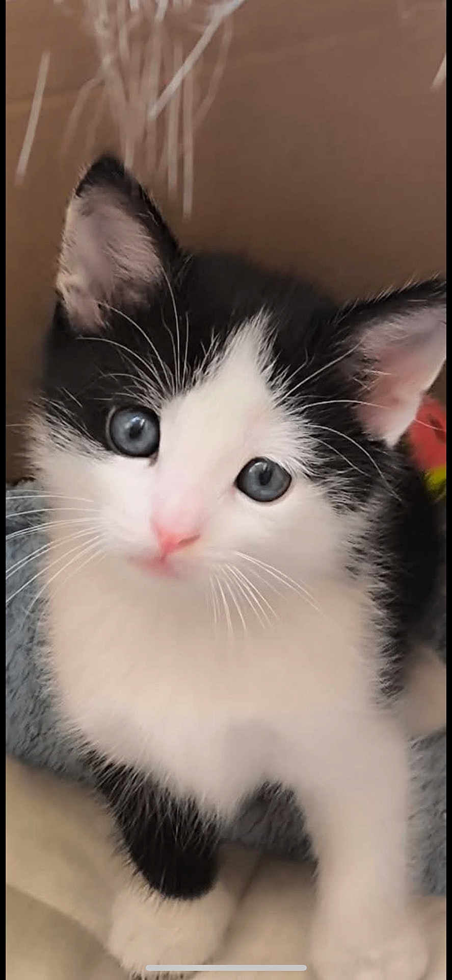 Tommy