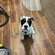 Bruno is registered to the contest to win money with this photo: dog, puppy, black_and_white, scruffy, sitting, indoor, hardwood_floor, rug, vacuum, home, pet, portrait, looking_at_camera, floppy_ears, fur, collar, small_dog, floor, household, cute