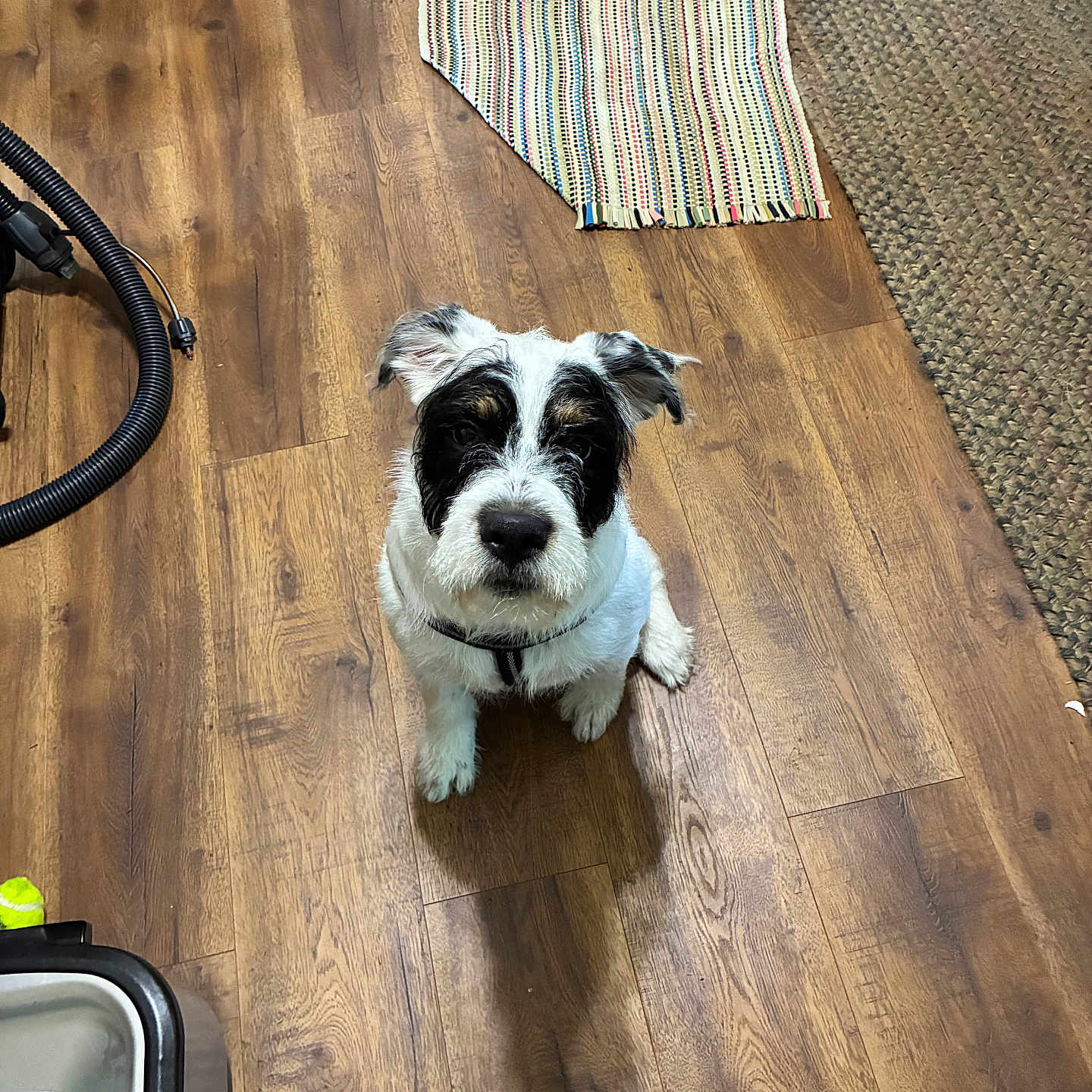 Bruno