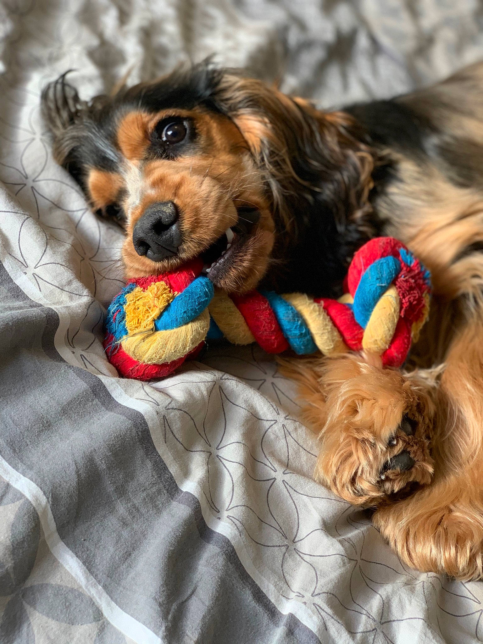 Ripeur participe au concours pour gagner de l'argent avec cette photo : canidae, carnivore, collar, companion_dog, dog, dog_breed, dog_clothes, dog_collar, dog_supply, eyewear, fawn, fur, leash, liver, pet_supply, snout, spaniel, sporting_group, toy_dog, working_animal