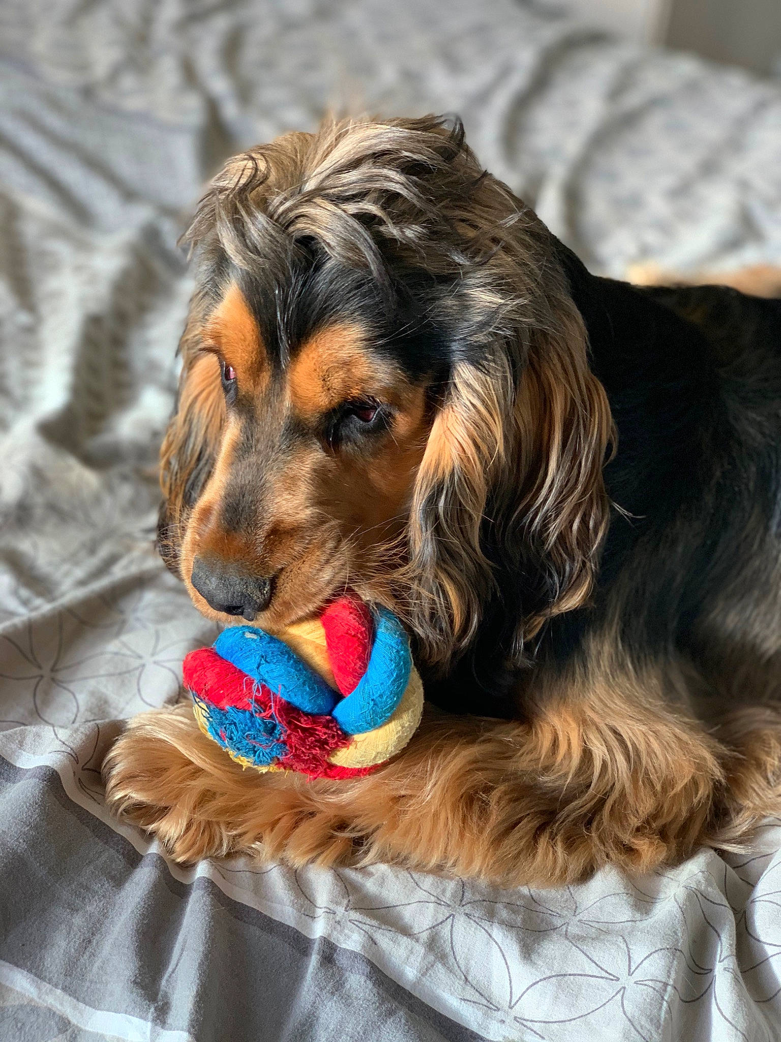 Ripeur a rejoint le concours — aidez-le/la à gagner de superbes lots ! ball, canidae, carnivore, companion_dog, dog, dog_breed, dog_supply, dog_toy, fur, liver, paw, puppy, snout, spaniel, sporting_group, terrestrial_animal, toy_dog, whiskers, working_animal, working_dog