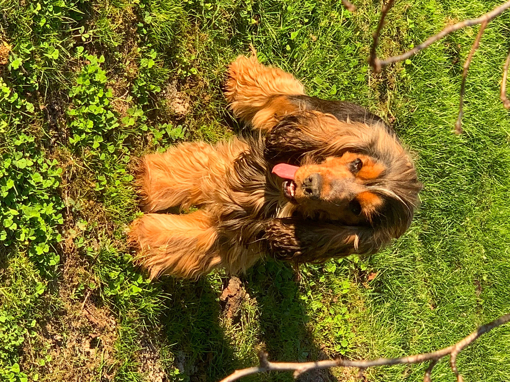 Ripeur participe au concours pour gagner de l'argent avec cette photo : big_cats, canidae, carnivore, dog_breed, fawn, felidae, fur, grass, lion, liver, masai_lion, natural_landscape, plant, siberian_tiger, snout, sporting_group, terrestrial_animal, trunk, wood, working_animal