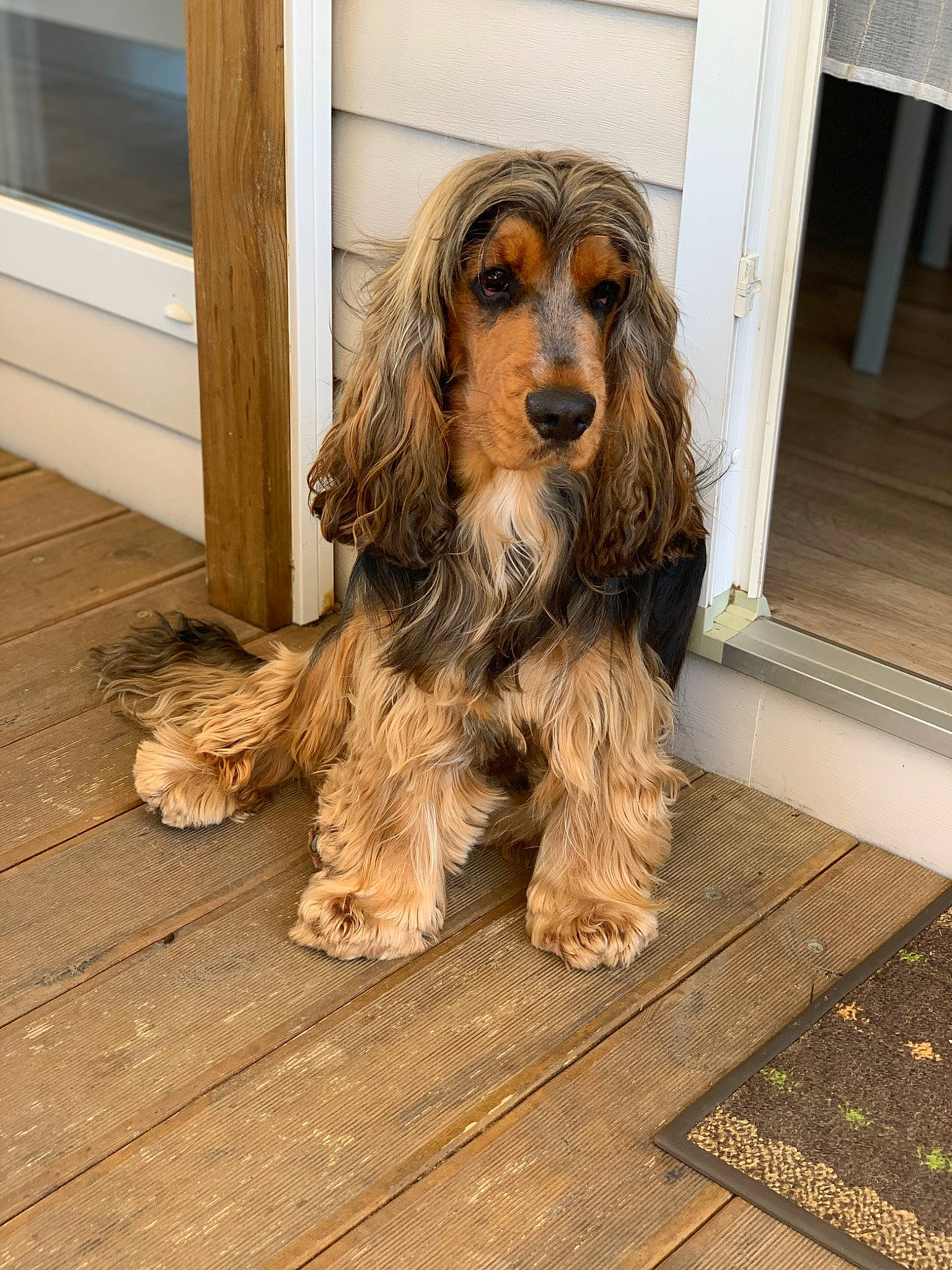 Ripeur participe au concours pour gagner de l'argent avec cette photo : art, canidae, carnivore, companion_dog, dog, dog_breed, floor, flooring, fur, hardwood, liver, snout, spaniel, sporting_group, toy_dog, water_dog, wood, wood_stain, working_animal
