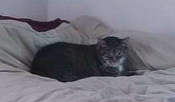 Tabby joined the competition — help win amazing prizes! bedding, carnivore, cat, comfort, domestic_short_haired_cat, felidae, fur, grey, linens, small_to_medium_sized_cats, snout, terrestrial_animal, whiskers