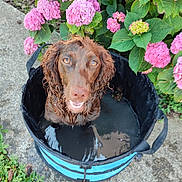 Vulcane a rejoint le concours — aidez-le/la à gagner de superbes lots ! animal, bucket, canine, closeup, concrete, dog, flower, garden, green_leaves, happy, hydrangea, nature, outdoor, pet, pink_flower, sitting, smiling, summer, water, wet_dog