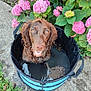 animal, bucket, canine, closeup, concrete, dog, flower, garden, green_leaves, happy, hydrangea, nature, outdoor, pet, pink_flower, sitting, smiling, summer, water, wet_dog