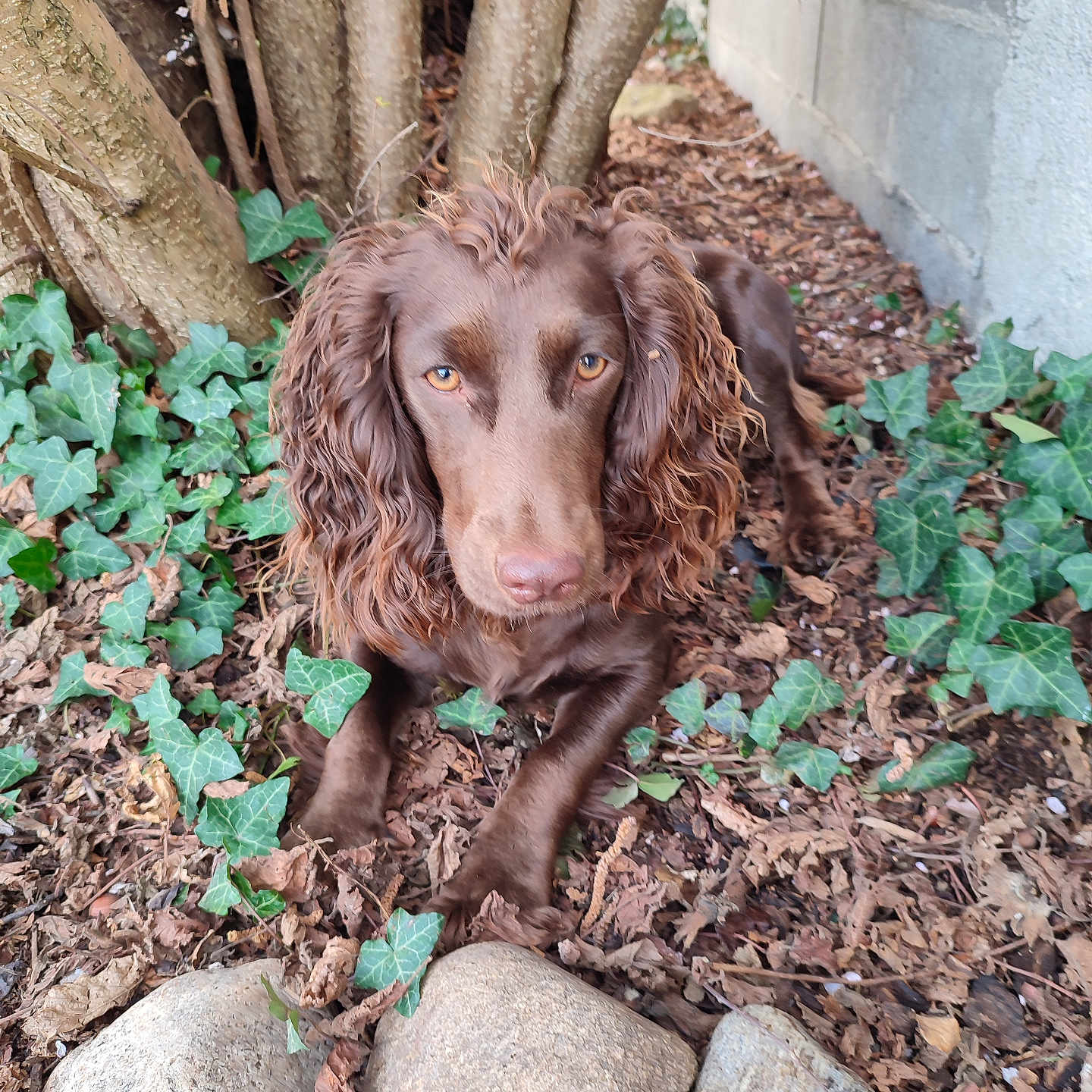 Laurence Bandonneau a rejoint le concours — aidez-le/la à gagner de superbes lots ! animal, canine, cockerspaniel, dog, flagstone, herbal, herbs, ivy, leaf, path, pet, plant, puppy, rock, slate, soil, tree, treetrunk, vegetation, walkway