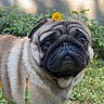 animal, backyard, close_up, cute, dandelion, dog, eyes, flower, fur, grass, head, muzzle, nature, nose, outdoor, pet, portrait, pug, sunlight, wrinkles