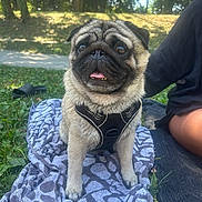 Shogun a rejoint le concours — aidez-le/la à gagner de superbes lots ! big_eyes, black_harness, blanket_pattern, cute, dog, fur, grass, human_leg, nose, outdoor, path, pet, portrait, pug, sitting, slide_sandal, summer, tongue_out, towel, trees