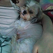 Myaaaa is registered to the contest to win money with this photo: dog, person, arm, bed, blanket, pattern, fluffy, pet, resting, indoor, comfort, hand, fur, closeup, cuddle, relaxation, casual, sleepy, soft, home