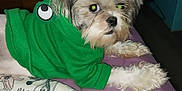 Myaaaa joined the competition — help win amazing prizes! dog, pet, costume, green_clothing, lying_down, indoor, pens, pillow, purple_surface, flash_reflection, cute, small_dog, fur, animal, bedroom, furniture, accessory, resting, domestic_animal, colorful