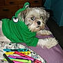 dog, pet, costume, green_clothing, lying_down, indoor, pens, pillow, purple_surface, flash_reflection, cute, small_dog, fur, animal, bedroom, furniture, accessory, resting, domestic_animal, colorful