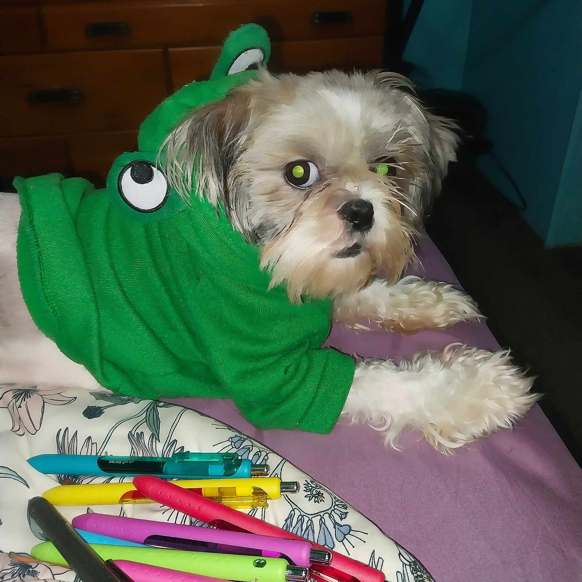 Myaaaa joined the competition — help win amazing prizes! accessory, animal, bedroom, colorful, costume, cute, dog, domestic_animal, flash_reflection, fur, furniture, green_clothing, indoor, lying_down, pens, pet, pillow, purple_surface, resting, small_dog