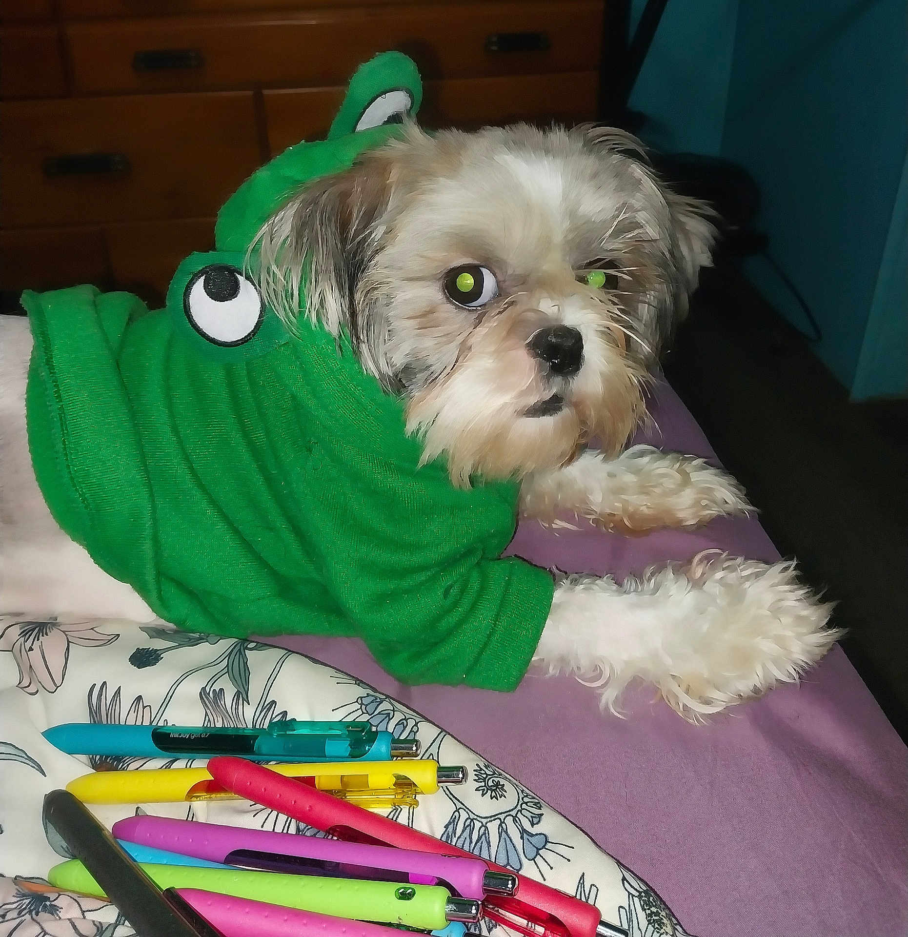 Myaaaa joined the competition — help win amazing prizes! dog, pet, costume, green_clothing, lying_down, indoor, pens, pillow, purple_surface, flash_reflection, cute, small_dog, fur, animal, bedroom, furniture, accessory, resting, domestic_animal, colorful