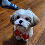 Xolo is registered to the contest to win money with this photo: dog, small_dog, bow_tie, wooden_floor, indoor, pet, cute, fluffy, sitting, floor, living_room, furniture, sock, sandal, person_leg, brown, white, fur, companion, domestic