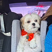 Xolo is registered to the contest to win money with this photo: dog, pet, car, car_seat, bow_tie, orange, white_fur, cute, fluffy, animal, indoor, seatbelt, window, playground, leisure, companion, small_dog, travel, car_interior, resting