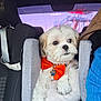 dog, pet, car, car_seat, bow_tie, orange, white_fur, cute, fluffy, animal, indoor, seatbelt, window, playground, leisure, companion, small_dog, travel, car_interior, resting