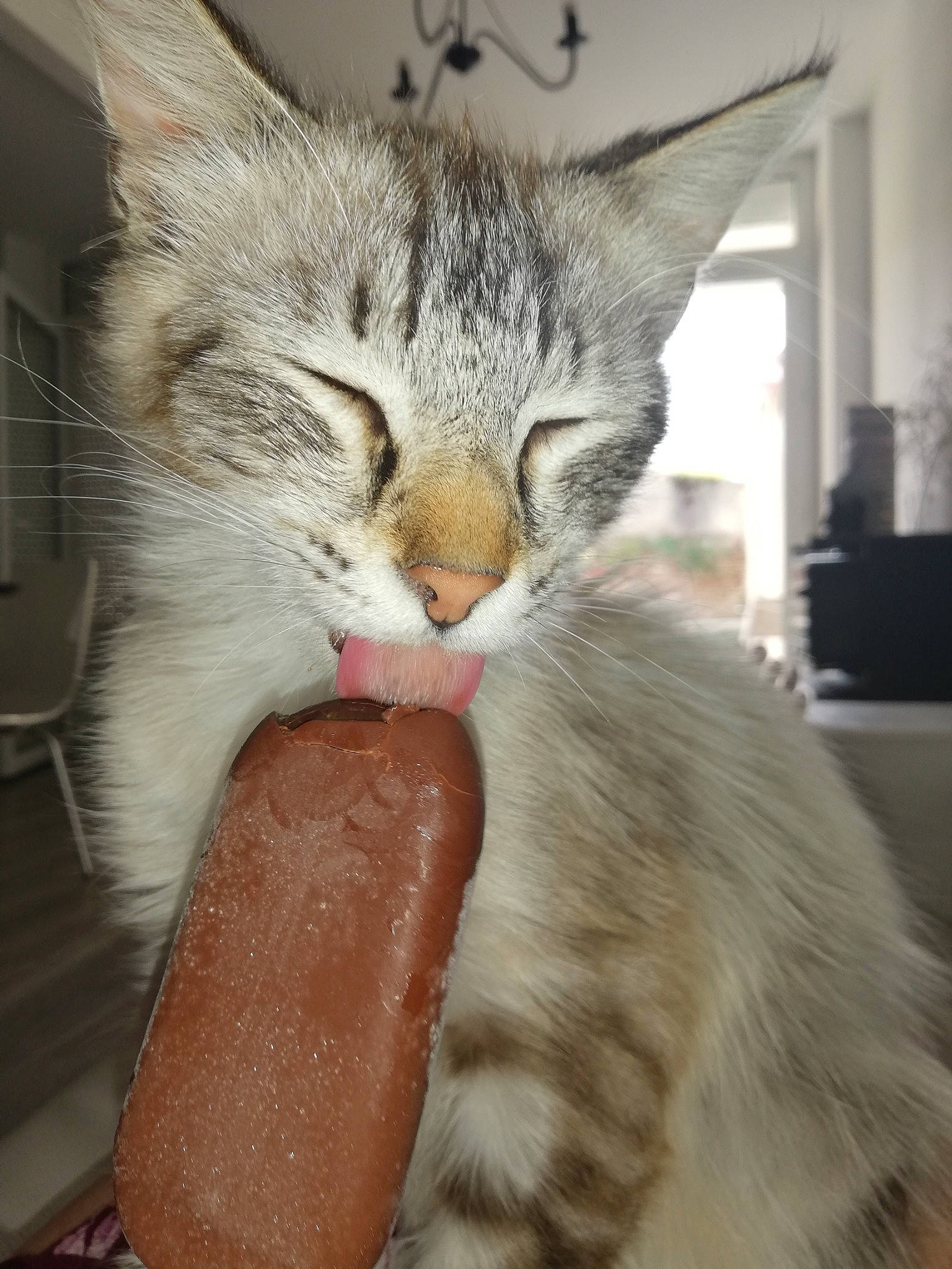 Savanna participe au concours pour gagner de l'argent avec cette photo : aegean_cat, asian, carnivore, cat, domestic_short_haired_cat, ear, european_shorthair, eye, fawn, felidae, fur, kitten, mammal, nose, paw, polydactyl_cat, small_to_medium_sized_cats, snout, tabby_cat, whiskers