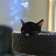 Thor joined the competition — help win amazing prizes! cat, black_cat, sleeping, cat_bed, cozy, whiskers, indoor, feline, pet, resting, soft_light, bokeh, relaxation, close_up, animal, fur, cute, home, peaceful, texture